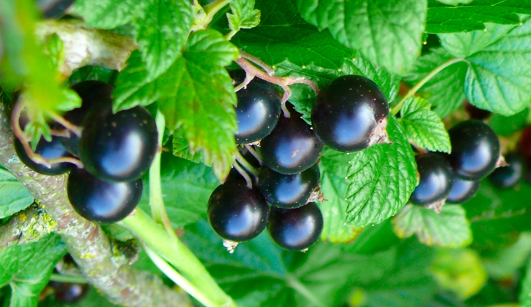 cassis cassissier plantes et ingredients
