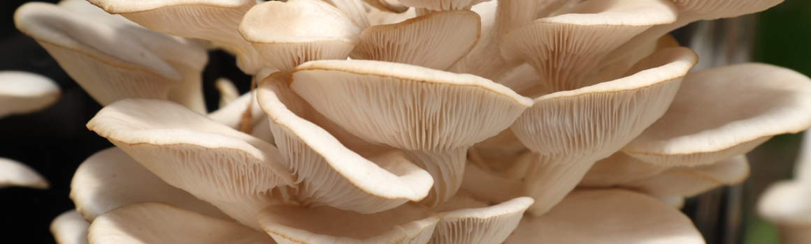 chitosan plantes et ingredients chitosan plantes et ingredients