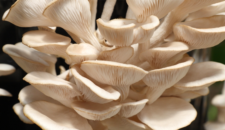 chitosan plantes et ingredients chitosan plantes et ingredients