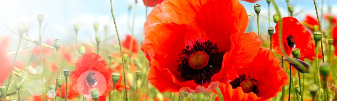 coquelicot plantes et ingredients coquelicot plantes et ingredients