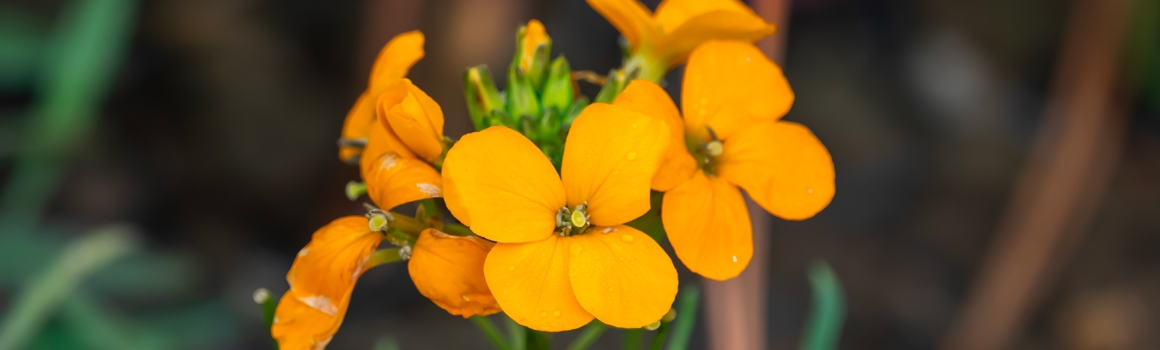 erysimum plantes et ingredients erysimum plantes et ingredients