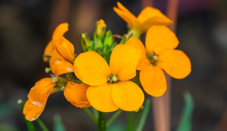 erysimum plantes et ingredients erysimum plantes et ingredients