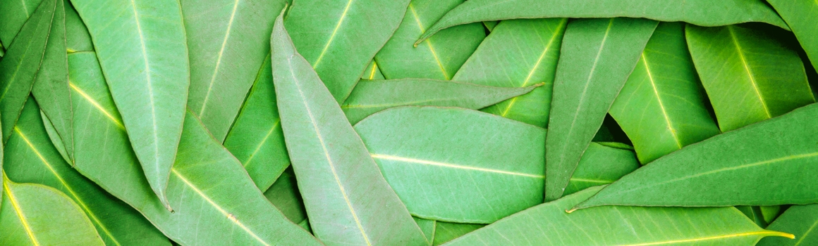 eucalyptus plantes et ingredients eucalyptus plantes et ingredients