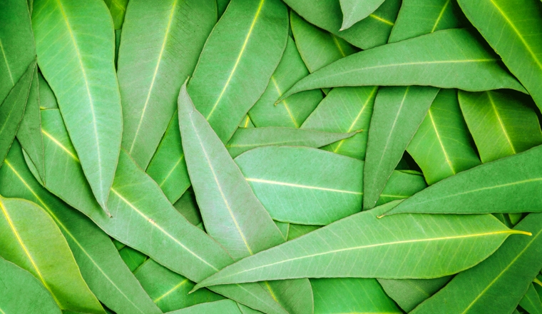 eucalyptus plantes et ingredients eucalyptus plantes et ingredients