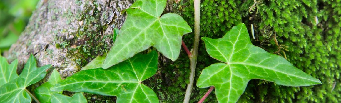 lierre plantes et ingredients lierre plantes et ingredients