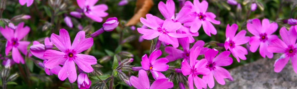 mauve plantes et ingredients mauve plantes et ingredients
