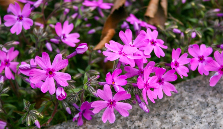 mauve plantes et ingredients mauve plantes et ingredients