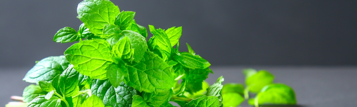menthe poivrée plantes et ingredients menthe poivrée plantes et ingredients