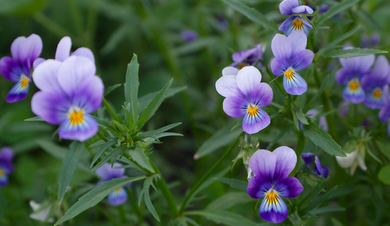 pensee sauvage pensée sauvage plantes et ingredients