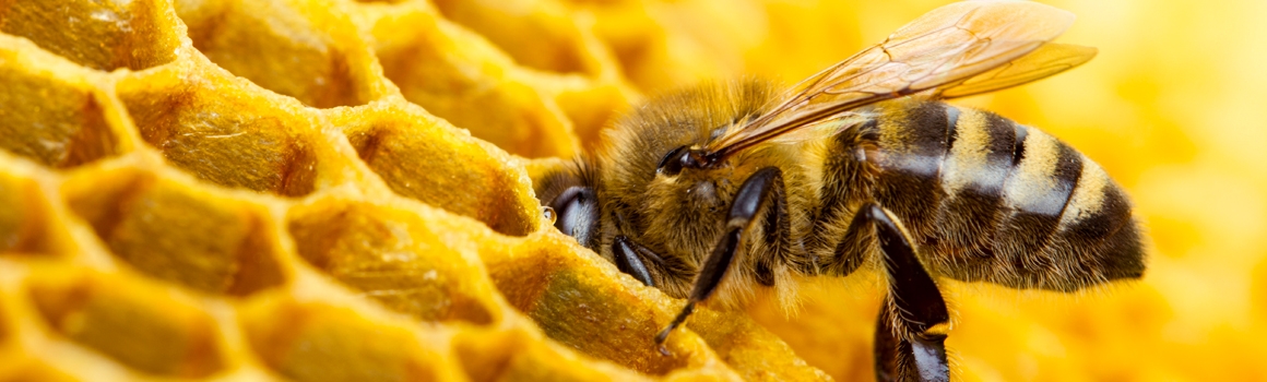 propolis plantes et ingredients propolis plantes et ingredients