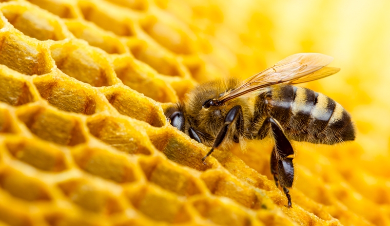 propolis plantes et ingredients propolis plantes et ingredients