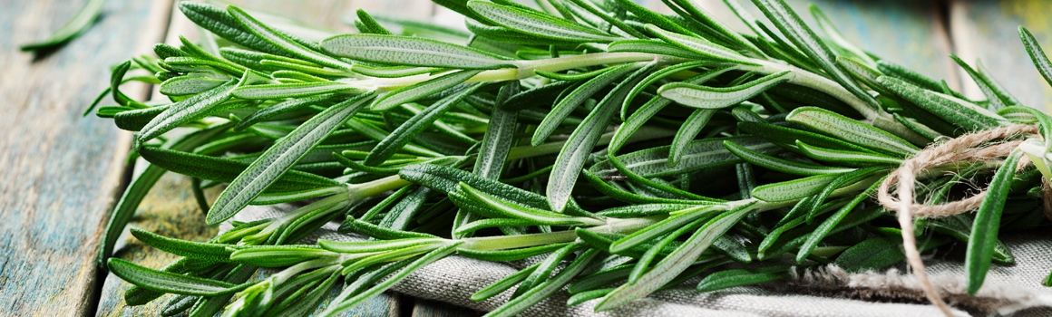 romarin plantes et ingredients romarin plantes et ingredients