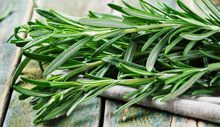 romarin plantes et ingredients romarin plantes et ingredients