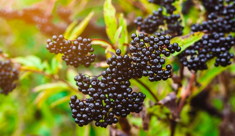 sureau sureau plantes et ingredients