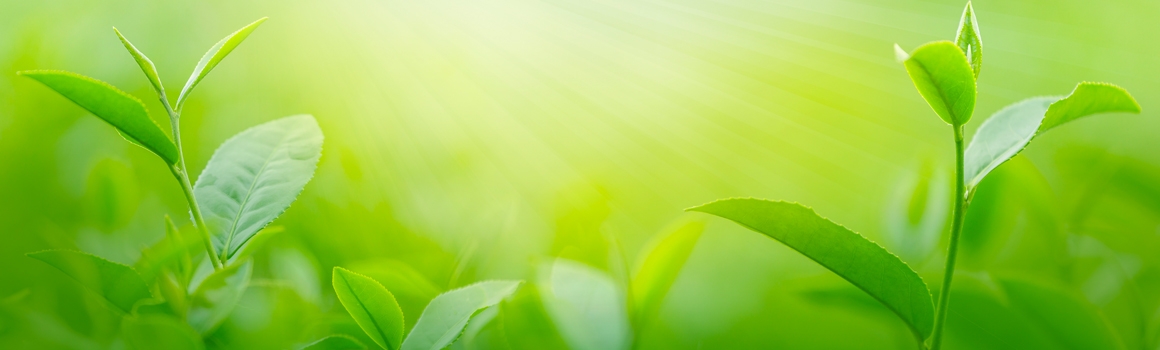 the vert the vert plantes et ingredients