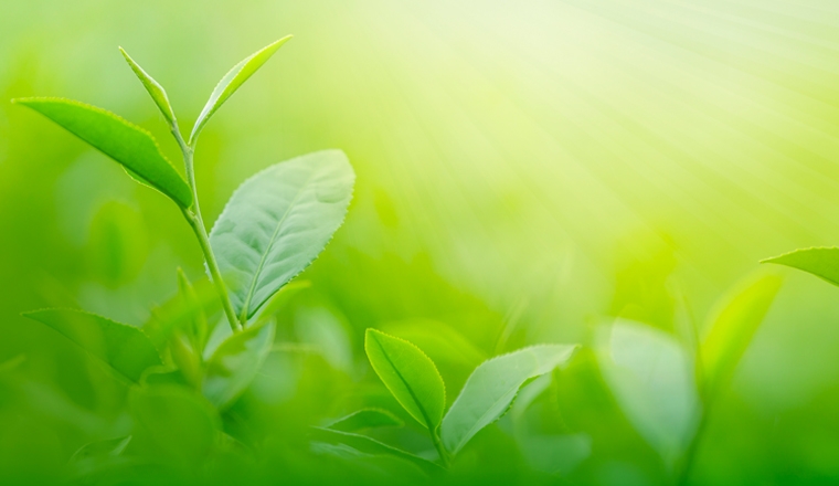 the vert plantes et ingredients the vert plantes et ingredients